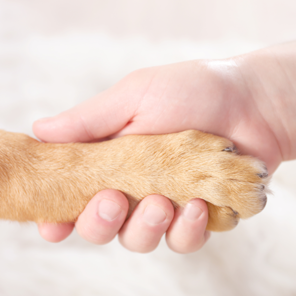 Beloved pet